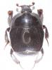 Saprinus furvus